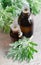 Two small bottles of essential wormwood oil