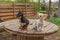 Two small breed dogs are standing on a garden table. Two chihuahuas puppy and an adult dog in spring