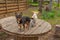 Two small breed dogs are standing on a garden table. Two chihuahuas puppy and an adult dog for walk