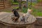 Two small breed dogs are standing on a garden table. Two chihuahuas puppy and an adult dog for walk
