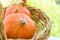 Two Small Bright Orange Heirloom Red Kuri Pumpkins in Wicker Basket Dry Autumn Plants in Garden. Cozy Early Fall