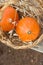 Two Small Bright Orange Heirloom Red Kuri Pumpkins in Wicker Basket Wild Dry Oats. Autumn Fall Atmosphere. Warm earthy colors