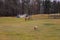 Two small brown horses grazing on green and yellow grass on the farm surrounded by bare winter trees and a sprinkler with blue sky