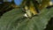 Two small cabbage white butterflies mating