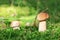 Two small ceps in moss