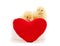 Two small chickens with a toy heart