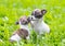 Two small chihuahua puppies