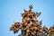 Two small common redpoll birds, Acanthis flammea, sits on top of a fir tree among cones against a blue sky