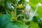 Two small cucumbers are beginning to grow