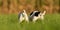 Two  small cute Jack Russell Terrier dogs from behind. Sniffing and butt`s up in autum in a meadow