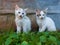 Two small cute kitties with short white hair sitting in grass against rusty crumpled sheet metal