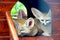 Two small desert fennec foxes with large ears lie in a house in the zoo