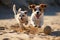 Two small dogs energetically playing together with a ball in the sandy beach, Jack Russell Terrier and Jack Russell Terrier