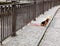 Two small dogs on red leashes are sitting on the street .