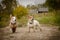 Two small dogs stand on the Bank and look into the frame