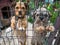 Two small dogs Terrier an Poodle behind a fence with chain around their necks. Dogs in a cage