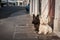 Two small dogs waiting on a pavement