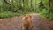 Two small dogs walking in the park