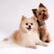 Two small dogs on a white background. Yorkshire Terrier and Spit