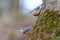 two small The Eurasian nuthatch or wood nuthatch sitting on a tree trunk with a blurred background