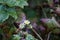 Two small field camomile on a background of dark green leaves