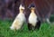 Two small fluffy ducklings outdoor. Yellow baby duck birds on spring green grass discovers life