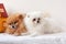 Two small, fluffy purebred Pomeranian white and orange lie side by side on a white background