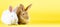 Two small fluffy rabbits on a pastel yellow background. Concept for the Easter holiday. Easter bunny