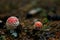 Two small fly agaric