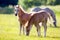 Two small foals in field