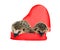 Two small forest hedgehogs in a red gift box in heart shape