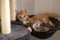 Two small funny kittens lying and playing on the scratching post