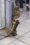 Two small Gibraltar Barbary Macaque monkey play rock with a metal chain on the top of the Rock of Gibraltar