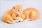 Two small ginger kittens are playing on white soft blanket