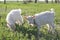 Two small goats graze in a meadow