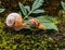 Two small grape snails close up on a green forest litter. Romantic concept