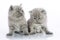 Two small gray kittens