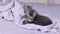 Two small gray tabby kittens are watching the camera, winking while sitting on a gray background. Calm playful happy