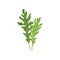 Two small green rocket leaves. Fresh arugula. Natural ingredient. Culinary herb. Flat vector design