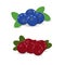 Two small heaps of blueberries and lingonberries decorated with green leaves. Vector illustration. Flat design. Design