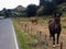 Two small horses grazing roadside along the farmland of the otago pensinsula in New Zealand