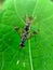 two small insects perched on green leaves looked beautiful