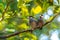 Two small Java Sparrow in Tucson, Arizona