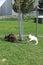 Two small kangaroos in grass field