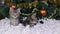 Two small kittens sit under a Christmas tree in the snow and turn their heads, hooting and watching the camera.