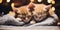 Two small kittens are sleeping on a blanket. Generative AI image.