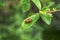 Two small ladybugs are having sex on a leaf.