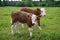 Two small little brown calfs with white head stand in a field without a mother. Breeding calves on the farm