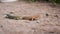 Two Small Lizards On A Stoney Path