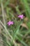 two small magenta-colored flowers on a small plant